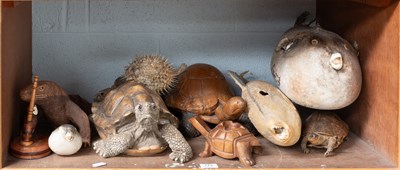 Lot 173 - Natural History, a taxidermy terrapin,...