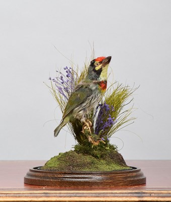 Lot 1262 - Taxidermy: A Coppersmith Barbet (Megalaima...