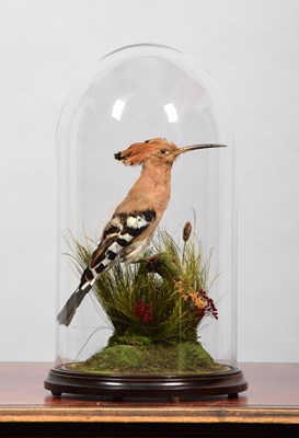 Lot 186 - Taxidermy: European Hoopoe (Upupa epops),...