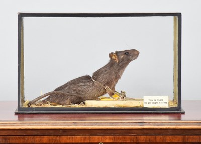 Lot 166 - Taxidermy: A Cased Rat in a Trap "This is...