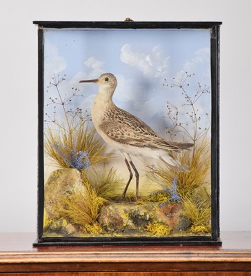 Lot 180 - Taxidermy: A Late Victorian Cased Ruff...