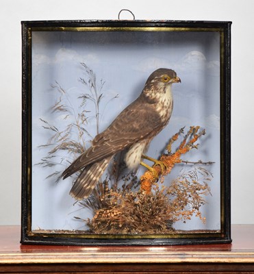 Lot 199 - Taxidermy: A Late Victorian Cased European...
