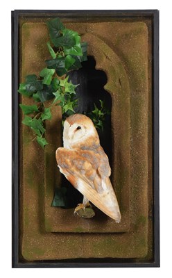 Lot 160 - Taxidermy: A Wall Cased Barn Owl (Tyto alba),...