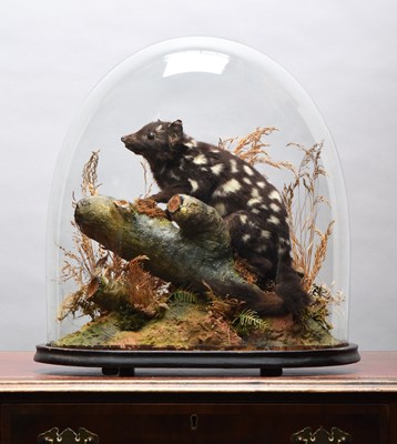 Lot 201 - Taxidermy: A Very Rare Late Victorian Eastern...