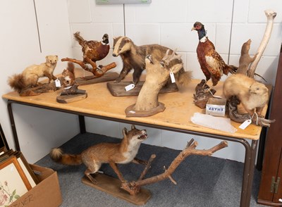 Lot 1257 - Taxidermy: Full Mount Red Fox, Badger, Red...