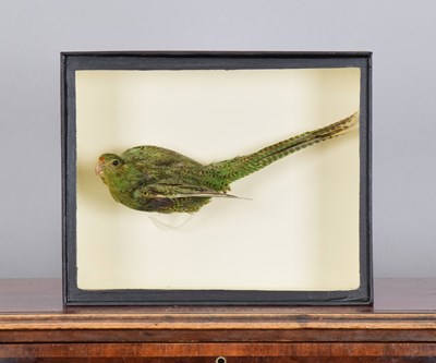 Lot 188 - Taxidermy: A Late Victorian Rare Western...