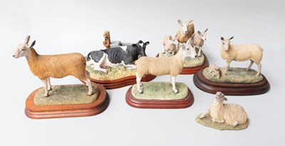 Lot 35 - Border Fine Arts 'Blue Faced Leicester Tup',...