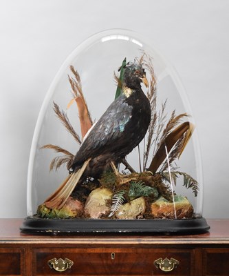 Lot 158 - Taxidermy: A Victorian Himalayan Monal...