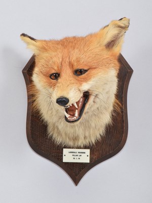Lot 209 - Taxidermy: Red Fox Mask (Vulpes vulpes), dated...