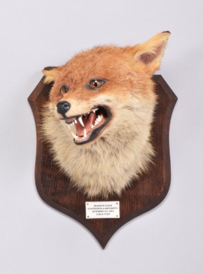 Lot 88 - Taxidermy: Red Fox Mask (Vulpes vulpes), dated...