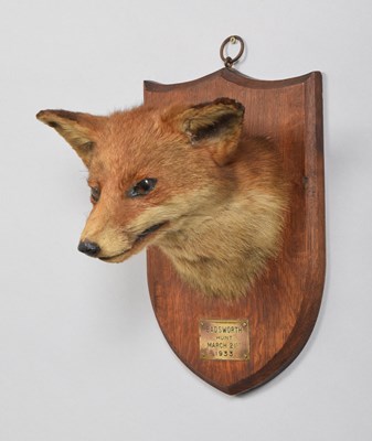 Lot 1261 - Taxidermy: Red Fox Mask (Vulpes vulpes), date...