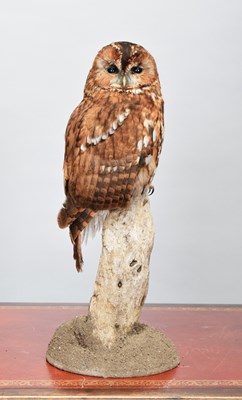 Lot 12 - Taxidermy: Tawny Owl (Strix aluco), modern, by...