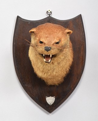 Lot 184 - Taxidermy: European Otter Mask (Lutra lutra),...