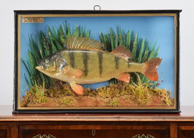 Lot 1256 - Taxidermy: A Cased Perch (Perca fluviatilis),...