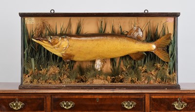 Lot 65 - Taxidermy: A Late Victorian Cased Northern...