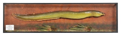 Lot 62 - Taxidermy: A Cased European Eel (Anguilla...