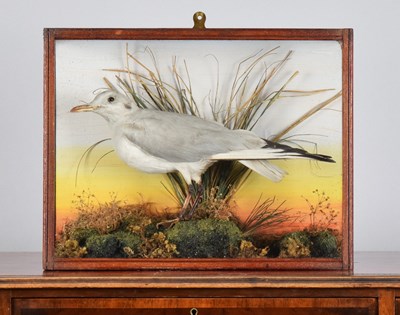Lot 1264 - Taxidermy: A Cased Common Gull (Larus canus),...