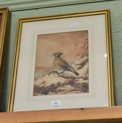 Lot 387 - A 19th century watercolour of a Waywing, indistinctly signed in lower right corner, 30cm by 23cm