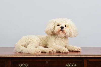 Lot 206 - Taxidermy: Bichon Frisé Dog (Canis lupus...