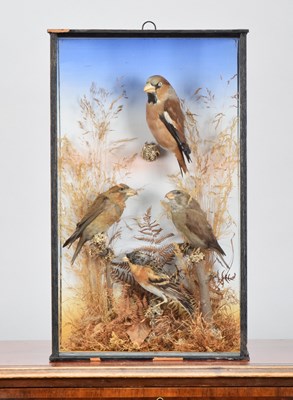Lot 191 - Taxidermy: A Late Victorian Cased Hawfinch,...