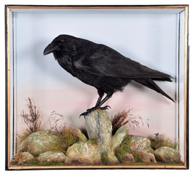 Lot 176 - Taxidermy: A Cased Common Raven (Corvus corax),...