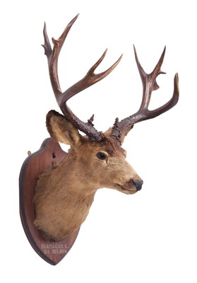 Lot 179 - Taxidermy: Mule Deer (Odocoileus hemionus),...