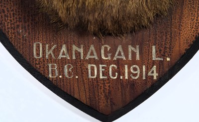 Lot 72 - Taxidermy: Mule Deer (Odocoileus hemionus),...