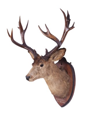 Lot 72 - Taxidermy: Mule Deer (Odocoileus hemionus),...