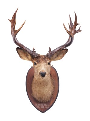 Lot 72 - Taxidermy: Mule Deer (Odocoileus hemionus),...