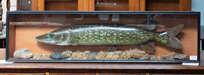 Lot 1254 - Natural History: A Cased Carved Half Block...