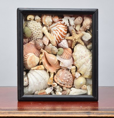 Lot 136 - Conchology: A Victorian Style Display of World...