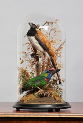Lot 1 - Taxidermy: A Late Victorian Red-crowned Barbet...