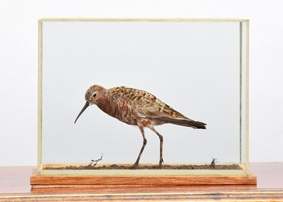 Lot 5 - Taxidermy: A Cased Curlew Sandpiper (Calidris...