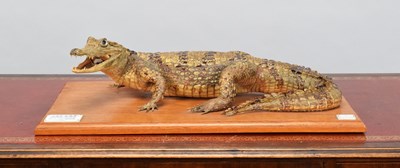 Lot 113 - Taxidermy: Yacare Caiman (Caiman yacare),...
