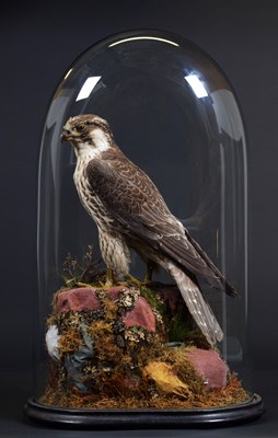 Lot 178 - Taxidermy: A Late Victorian Peregrine Falcon...