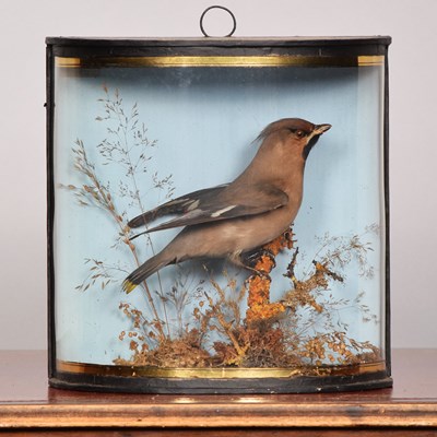 Lot 146 - Taxidermy: A Late Victorian Cased Bohemian...
