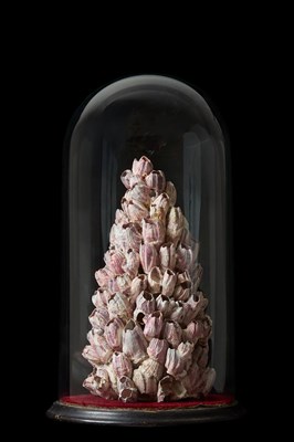 Lot 135 - Conchology: A Late Victorian Large Natural...