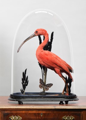 Lot 196 - Taxidermy: A Late Victorian Scarlet Ibis...