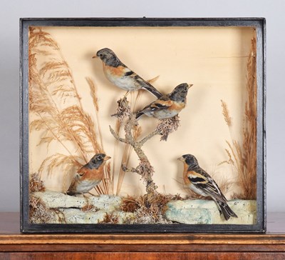 Lot 202 - Taxidermy: A Late Victorian Cased Group of...