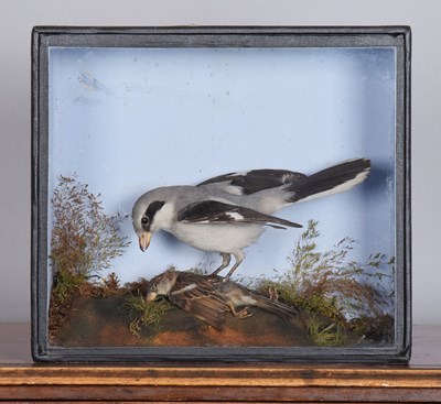 Lot 204 - Taxidermy: A Late Victorian Cased Great Grey...