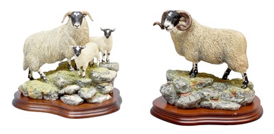 Lot 85 - Border Fine Arts 'Blackie Tup', model No....