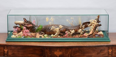 Lot 7 - Taxidermy: A Late Victorian Cased Nile...