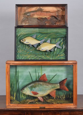 Lot 1249 - Natural History: A Group of Carved Wooden and...