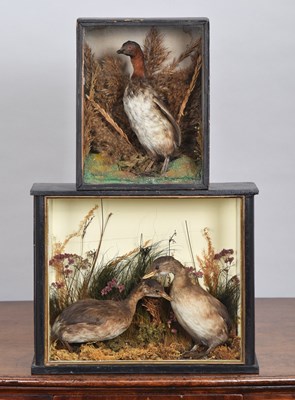 Lot 1253 - Taxidermy: A Collection of Cased Little Grebes...