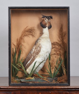 Lot 1270 - Taxidermy: A Late Victorian Cased Great...