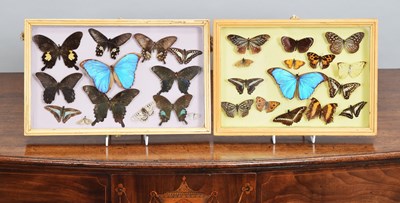 Lot 1250 - Entomology: Two Framed Displays of Tropical...