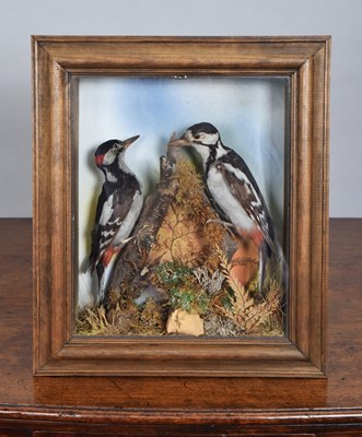 Lot 1258 - Taxidermy: A Wall Cased Pair of Great Spotted...