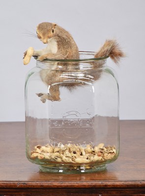 Lot 1260 - Taxidermy: A Squirrel Nut Theif (Sciurus...