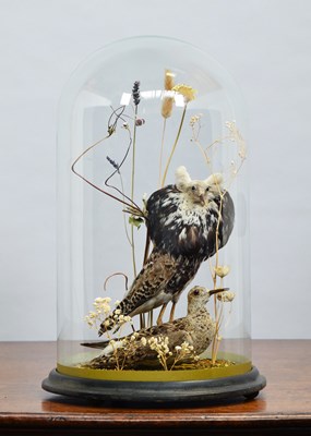 Lot 1263 - Taxidermy: A Pair of Late Victorian Ruffs...