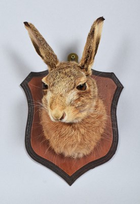 Lot 1259 - Taxidermy: European Hare Mask (Lepus...